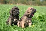 FILA BRASILEIRO 180